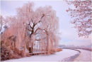 Frozen Beauty