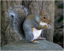 Grey Squirrel Eating Peanut