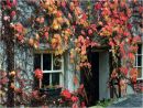 Ivy Covered Cottage