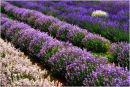 Lavendar Field