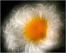 Leucanthemum 1
