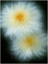 Lucanthemum 2