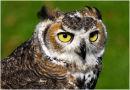 Long Eared Owl Portrait