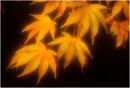 Maple Leaves