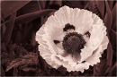 Mono Poppy