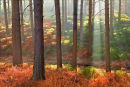 Morning Light on Pine Trees Cannock Chase