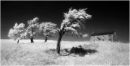 Northumbrian Treescape