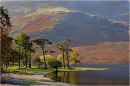 Pines on Buttermere Shoreline