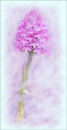 Pink Beauty Orchid