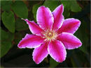 Pink Clematis