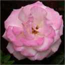 Pink Rose