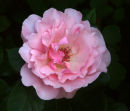 Pink Rose