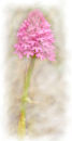 Pink Beauty