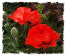 Poppy Duo