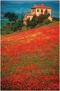 Poppyscape