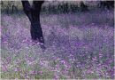 Purple Meadow Kefalonia