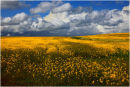 Rapefield