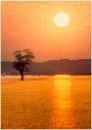 Rapefield Sunset
