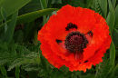 Red Garden Poppy