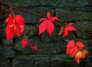 Red October