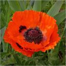 Red Poppy