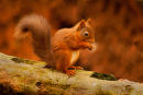 Red Squirrel