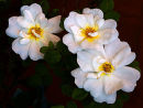 Rose Trio