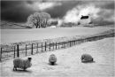 Sheep Grazing at Corgarff Castle