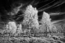 Silver Birches on Cannock Chase
