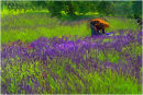 The Lavender Picker