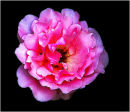 The Pink Rose
