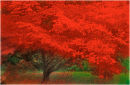 The Red Tree