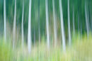 Tree Lines