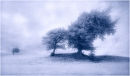 Tree Trio