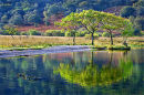 Trees Reflected in Crummock Water