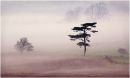 Trees in the Mist
