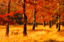 Trees on Cannock Chase