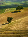 Tuscan Trees