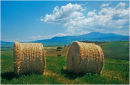 Tuscan Field 2