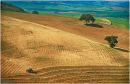 Tuscan Field