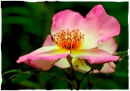 Wild Rose