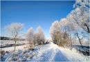 Winter on Cannock Chase