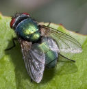 Greenbottle
