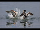 Great Crested Grebe Dispute