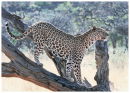 Leopard In A Tree