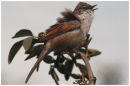 Whitethroat