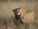 Lioness Eating Wildebeest