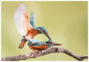 Mating Kingfishers