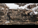 Bighorn Sheep
