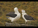 Black Browed Albatross Pair Bonding